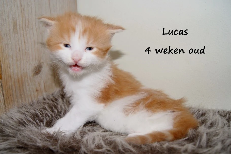 Lucas